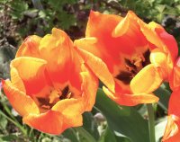 blume1.jpg